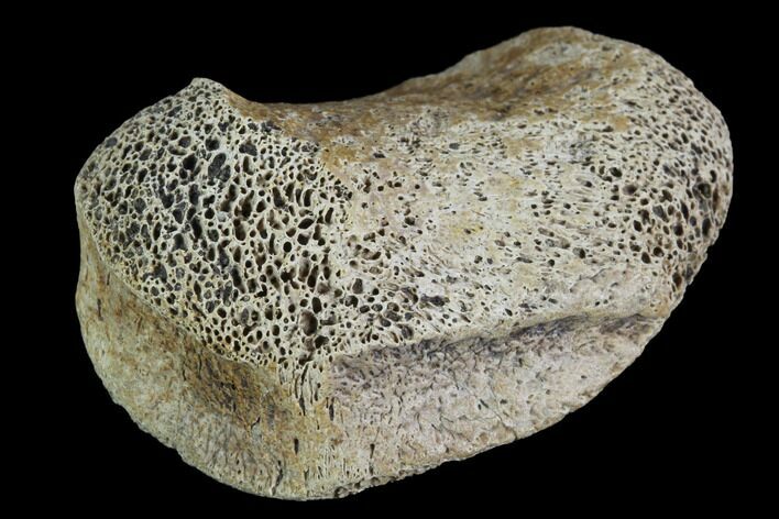 Hadrosaur Finger Bone - Alberta (Disposition #-) #95175
